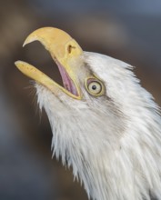 Bald Eagle (Haliaeetus leucocephalus), Alaska, USA