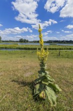 Mullein (Verbascum phlomoides), Steinhorst Basin, nature reserve, nature, Ems, tourism, landscape,