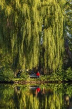 Woman in red jacket sitting on a bench under a Babylon willow (Salix babylonica) with reflection in