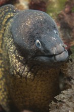 Portrait close-up of head of predatory fish mediterranean moray (Muraena helena) stretching towards