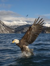 Bald Eagle (Haliaeetus leucocephalus) hunting, Alaska, USA
