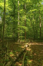 Tree fall on a hiking trail, UNESCO World Heritage Site and Hainich National Park, primeval forest,