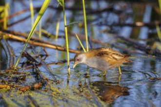 Little Crake (Porzana parva) male foraging, Lesvos, Greece