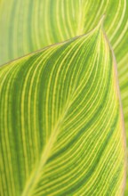 Green leaf texture background. Bad Salzschlirf, Hessen, Germany