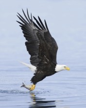 Bald Eagle (Haliaeetus leucocephalus) flying, Alaska, USA