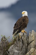 Bald Eagle (Haliaeetus leucocephalus), British Columbia, Canada