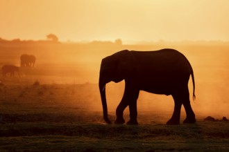 African elephant (Loxodonta africana), silhouette, sunset, atmospheric light, Ihaha, Chobe National