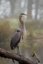 Great Blue Heron (Ardea herodias) Sacramento County California