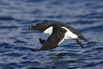 Razorbill (Alca torda) flying, Varanger, Norway