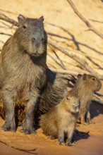 Capybara (Hydrochaeris hydrochaeris) Pantanal Brazil
