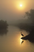 Great Blue Heron (Ardea herodias), Florida, USA