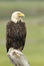 Bald Eagle (Haliaeetus leucocephalus), Alaska, USA