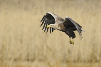 White-tailed Eagle (Haliaeetus albicilla) flying, Mecklenburg-Western Pomerania, Germany