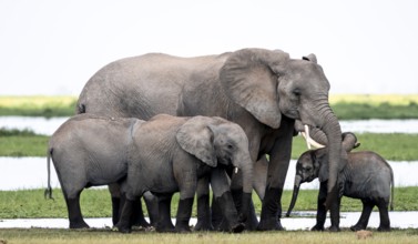 African elephant (Loxodonta africana) with baby, young and dam, Amboseli National Park, Rift Valley