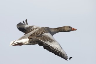 Greylag Goose (Anser anser) flying, Smaland, Sweden