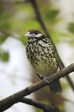 White-eared catbird (Ailuroedus buccoides), captive, occurring on New Guinea