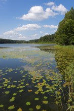 View of a lake with water lilies from the shore, surrounded by dense forests and cloudy sky, Lake