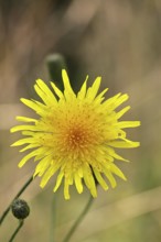 Wiesenpippau (Crepis biennis), yellow flower by the wayside on the Moselle, Cochem,