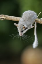 Gartenschläfer (Eliomys quercinus) adult Nahaufnahme auf Zweig, Spanien