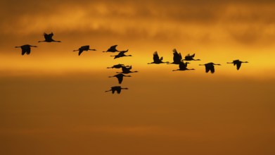 Cranes (grus grus) flying over the Baltic Sea at sunrise, Zingst, Mecklenburg-Vorpommern, Germany