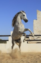 Berber horse, Djerba, Tunisia, Berber
