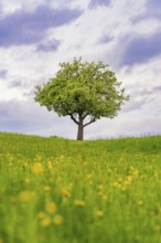A single tree stands majestically in a blooming spring meadow under a cloudy sky, Gechingen,