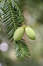 Japanese nutmeg-yew (Torreya nucifera), Arboretum Loismann, Ippenbüren, Lower Saxony, Germany
