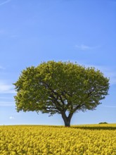 Single deciduous tree in a flowering rape field in spring, eastern hill country, landscape