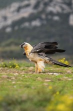 Bearded Vulture (Gypaetus barbatus) adult bird, Pyrenees, Lleida, Spain