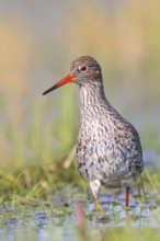 Redshank (Tringa totanus) looking for food in a wet meadow, wildlife, animals, birds, snipe family,