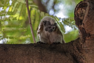 White-footed tamarin (Saguinus leucopus), Cartagena, Colombia