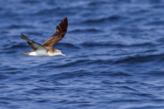 White-faced shearwater, White-faced shearwater, (Calonectris leucomelas), family of petrels,