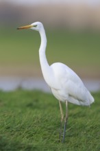 Great Egret (Ardea alba), North-Rhine Westfalia, Germany