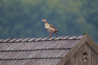 Egyptian Goose (Alopochen aegyptiaca), North Rhine-Westphalia, Germany