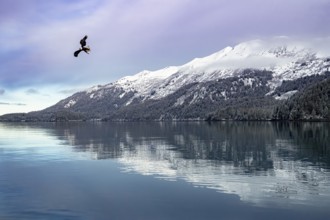 Bald Eagle (Haliaeetus leucocephalus) flying, Alaska, USA
