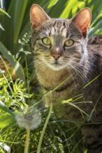 Tabby cat (Felis Catus) with alert eyes in green grass, surrounded by plants, Neunkirchen, Lower