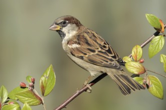 House Sparrow (Passer domesticus) male, British Columbia, Canada