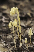 Spruce asparagus (Monotropa hypopitys, Hypopitys monotropa), North Rhine-Westphalia, Germany