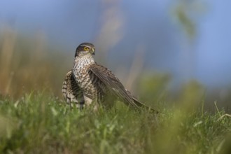 Eurasian Sparrowhawk (Accipiter nisus) female perched on the ground, North Rhine-Westphalia,