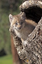 Canada lynx (Lynx canadensis), young, den, tree, eight weeks old, Montana, USA, North America