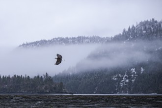 Bald Eagle (Haliaeetus leucocephalus) flying, Alaska, USA