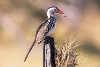 Africa, Botswana, Red-billed Hornbill, Tockus Erithrorhynchus, Botswana, Botswana
