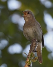Thrush Nightingale (Luscinia luscinia) singing, Mecklenburg-Western Pomerania, Germany