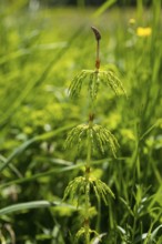 Meadow horsetail (Equisetum pratense), habit, mountain meadows in the Eastern Ore Mountains, here