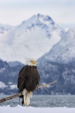 Bald Eagle (Haliaeetus leucocephalus), Alaska, USA