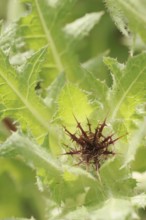Benedict's weed (Centaurea benedicta, Cnicus benedictus), flower bud, medicinal plant, North