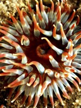 Dahlia anemone (Urticina felina), sea anemone, with long tentacles on the seabed. Dive site