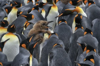 Antarctica, South Georgia, snow, ice, winter, king penguin (Aptenodytes patagonicus), colony,