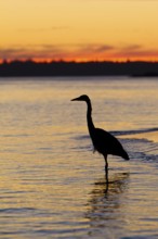Great Blue Heron (Ardea herodias), British Columbia, Canada