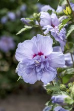 Garden marshmallow (Hibiscus syriacus BLUE CHIFFON), Anchers Havecenter, Ellerhoop-Thiensen,